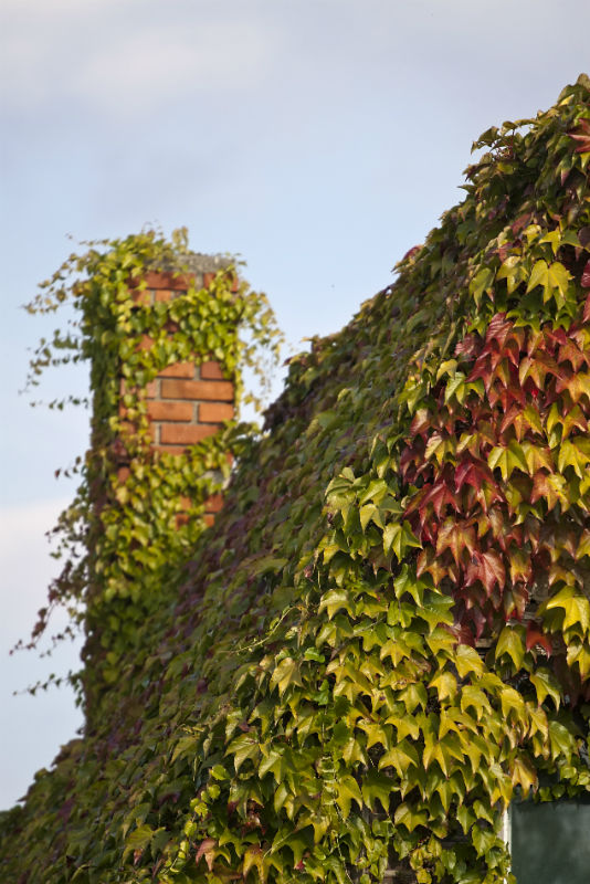 How Ivy Can Damage Your Chimney